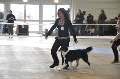 Du Mas De Rianne - Bonnie à l' exposition canine internationale de Metz du 04.11.2012