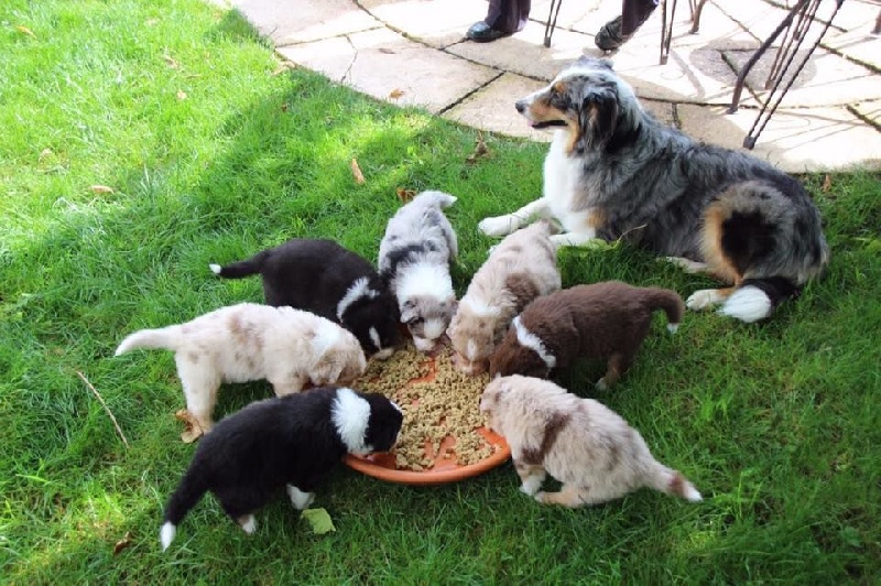 Chiot Berger Australien Du Mas De Rianne